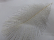 images/productimages/small/Ostrich feathers large AM 004 [HDTV (1080)].JPG